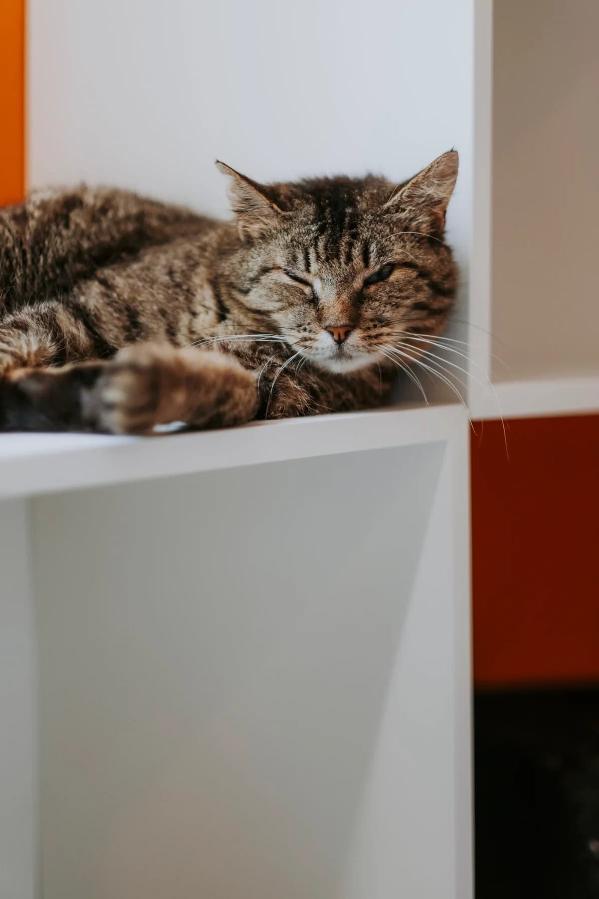 Joyce, female 5yo European Shorthair for adoption at Perwez), Sans Collier