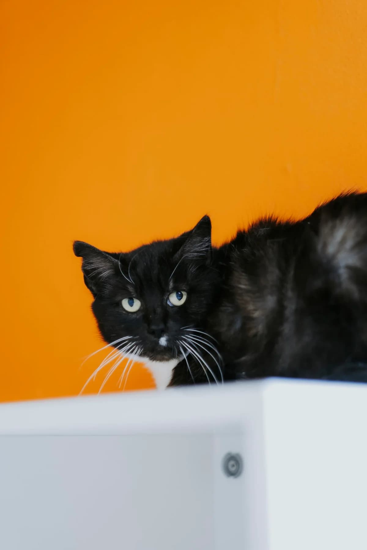 Kenza, female senior European Shorthair for adoption at Perwez), Sans Collier
