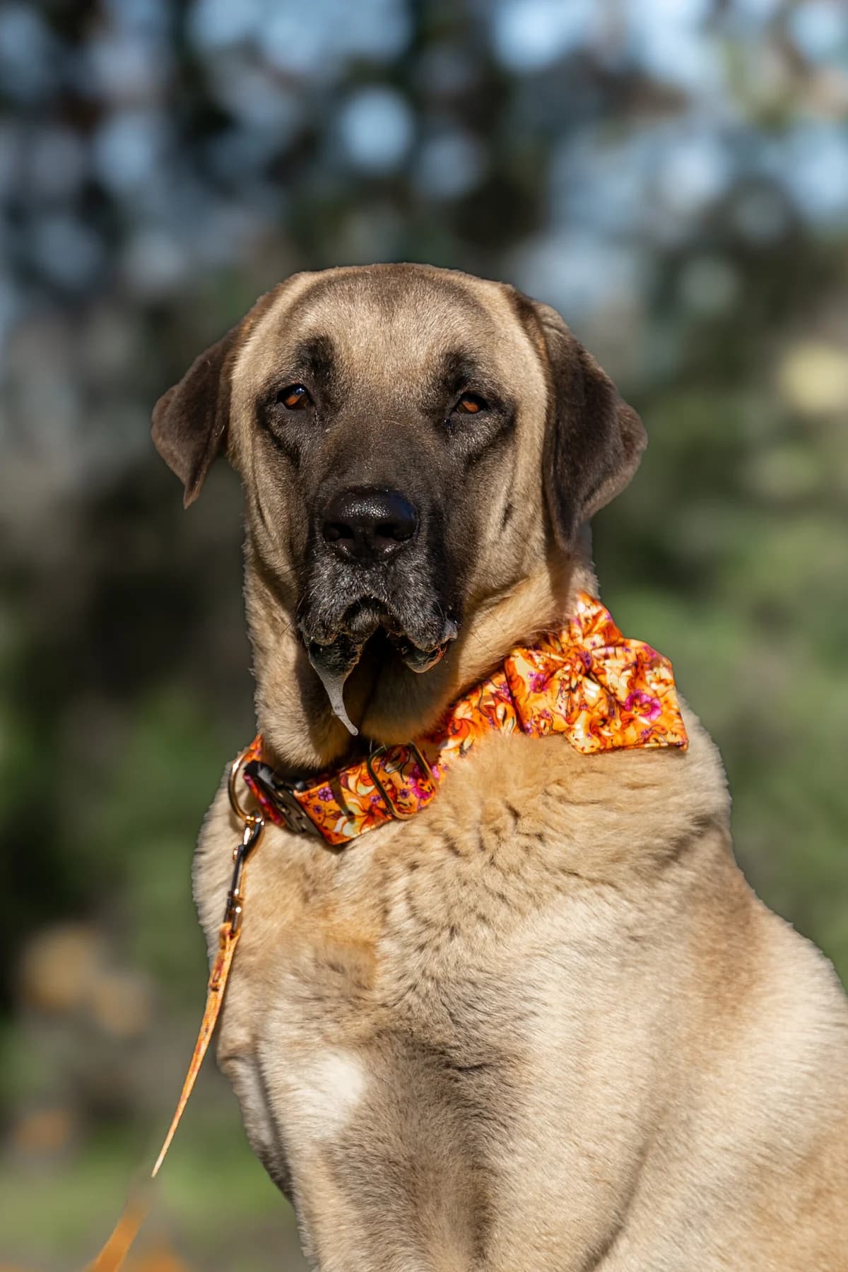 Locky, male mixed breed for adoption at Sans Collier