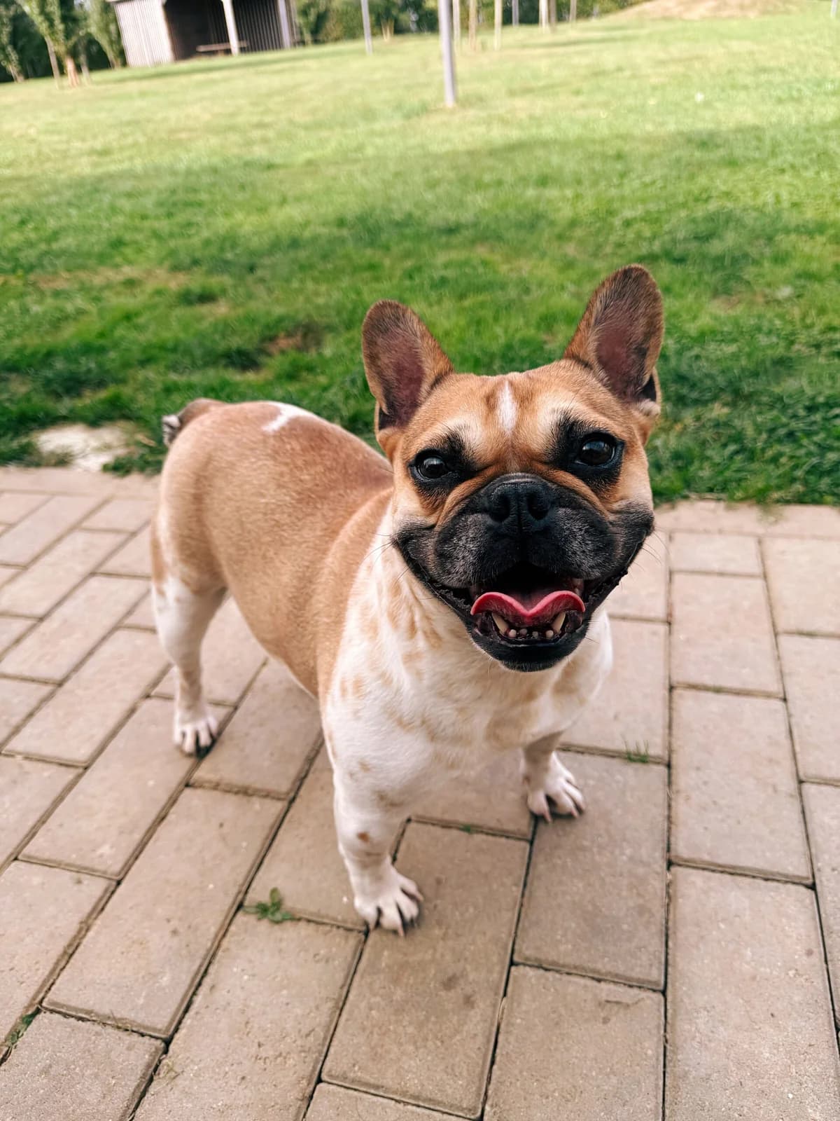 Lola, female 3yo French Bulldog for adoption at Perwez), Sans Collier