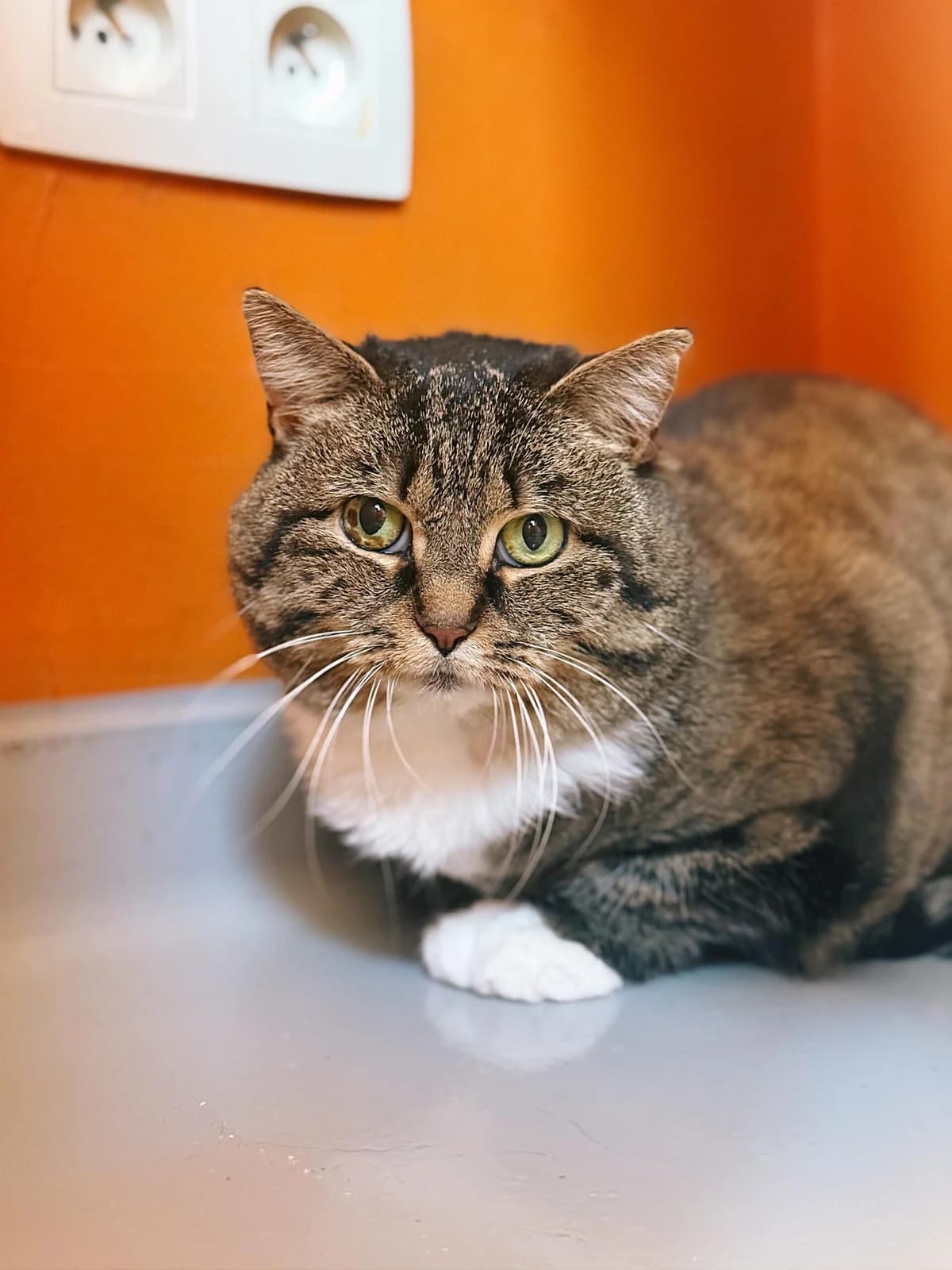 Louisa, female 6yo European Shorthair for adoption at Perwez), Sans Collier