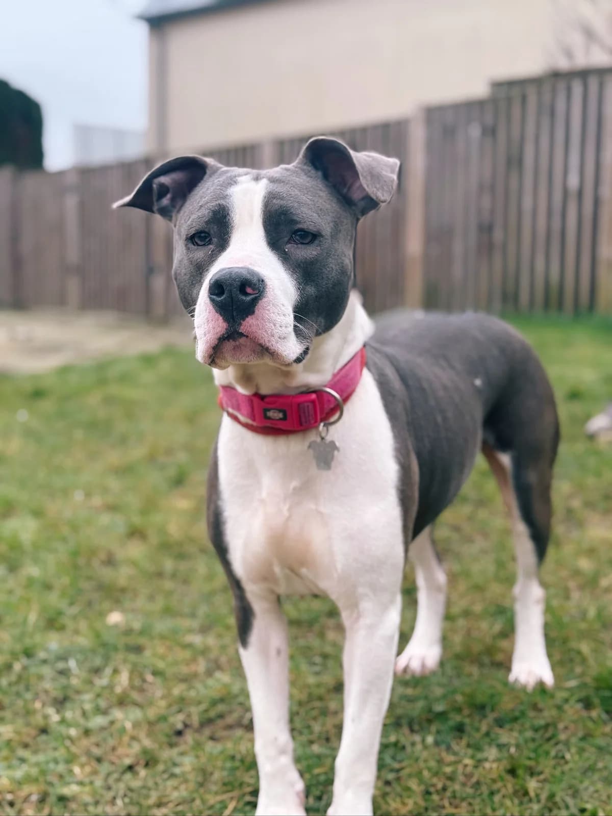 Malak, female 4yo American Staffordshire Terrier for adoption at Perwez), Sans Collier