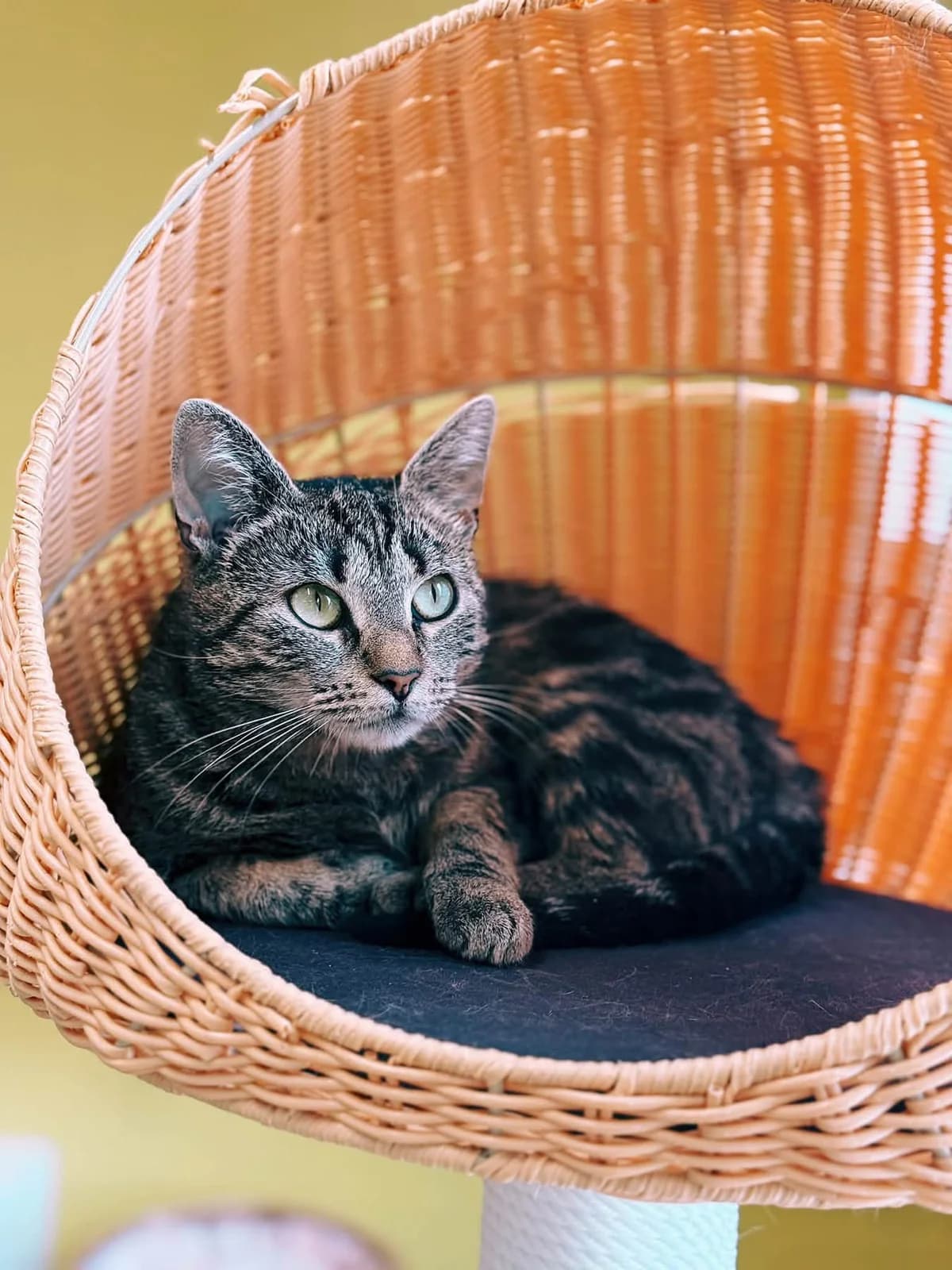 Mamanchat, female young European Shorthair for adoption at Perwez), Sans Collier