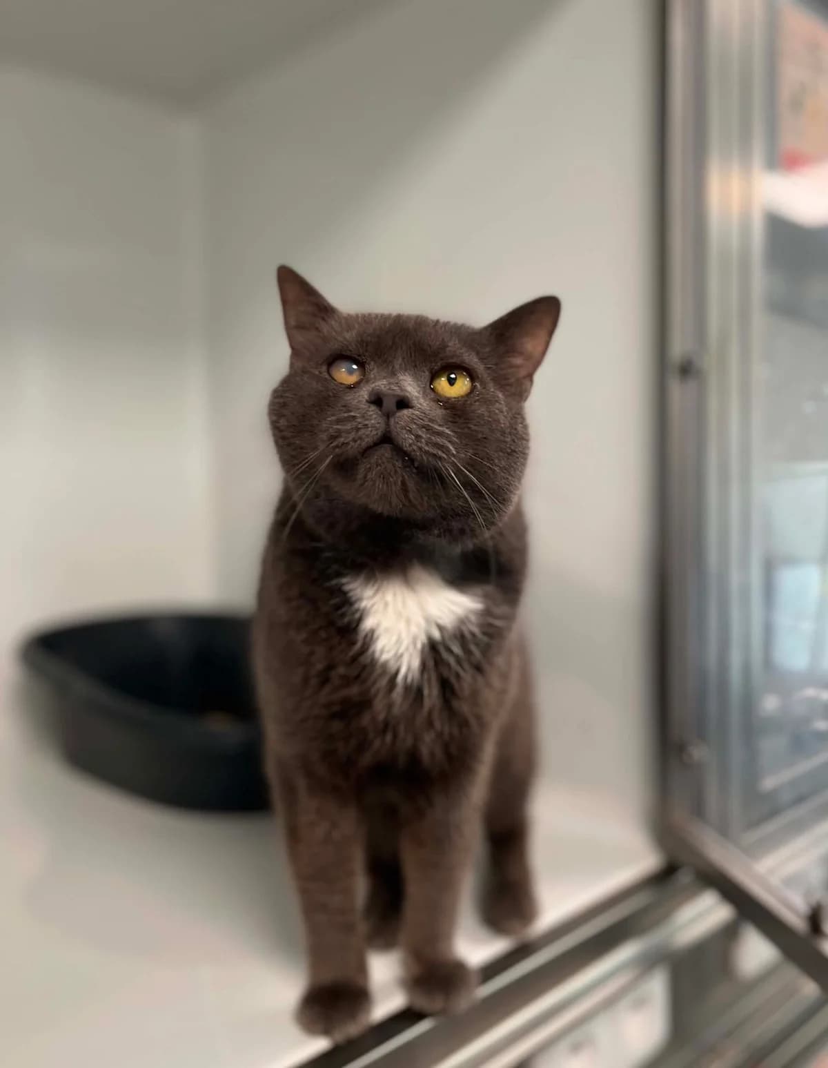 Matou, male senior European Shorthair for adoption at Perwez), Sans Collier