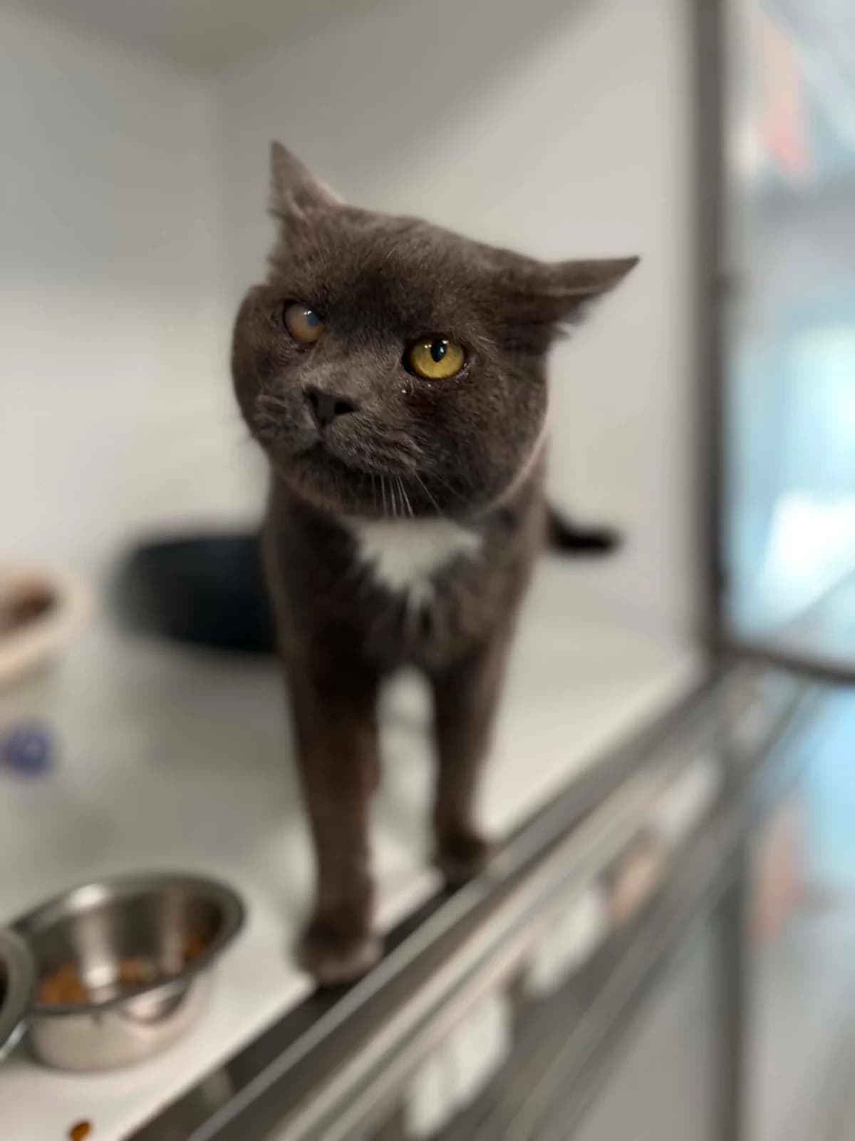 Matou, male senior European Shorthair for adoption at Perwez), Sans Collier