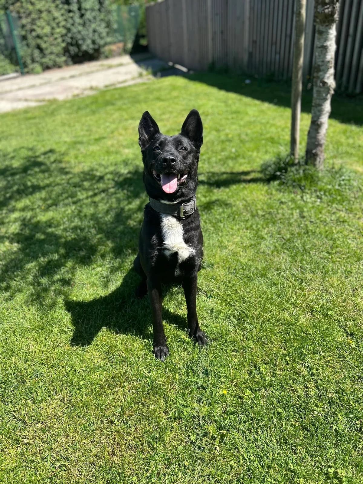 Mia, female young Belgian Malinois for adoption at Perwez), Sans Collier