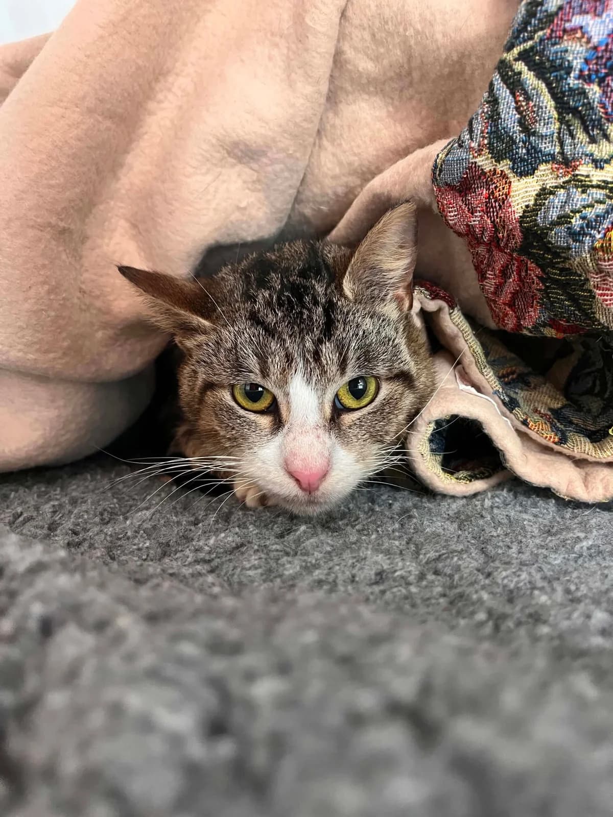Misery, female senior European Shorthair for adoption at Perwez), Sans Collier