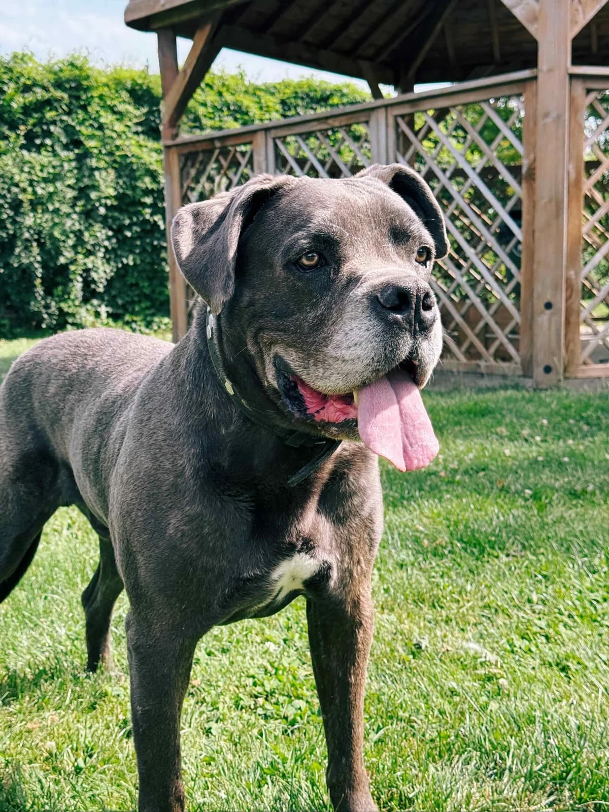 Moon, male senior Cane Corso for adoption at Perwez), Sans Collier