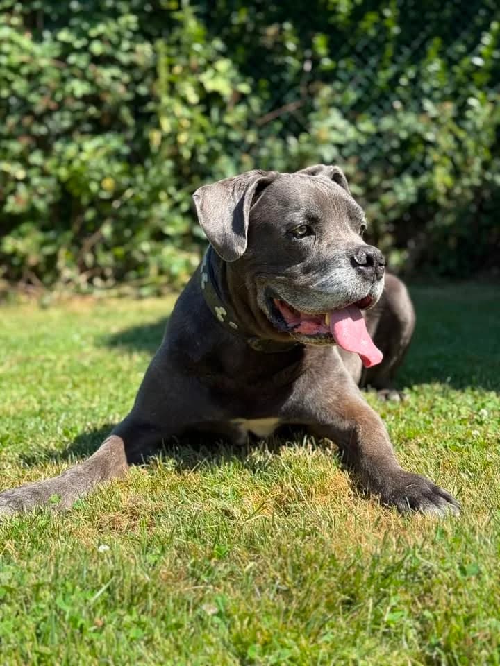 Moon, male senior Cane Corso for adoption at Perwez), Sans Collier