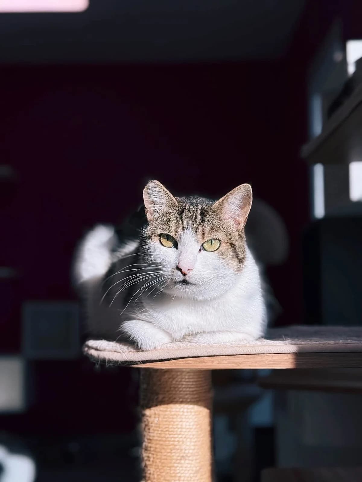 Mustafa, female 5yo European Shorthair for adoption at Perwez), Sans Collier
