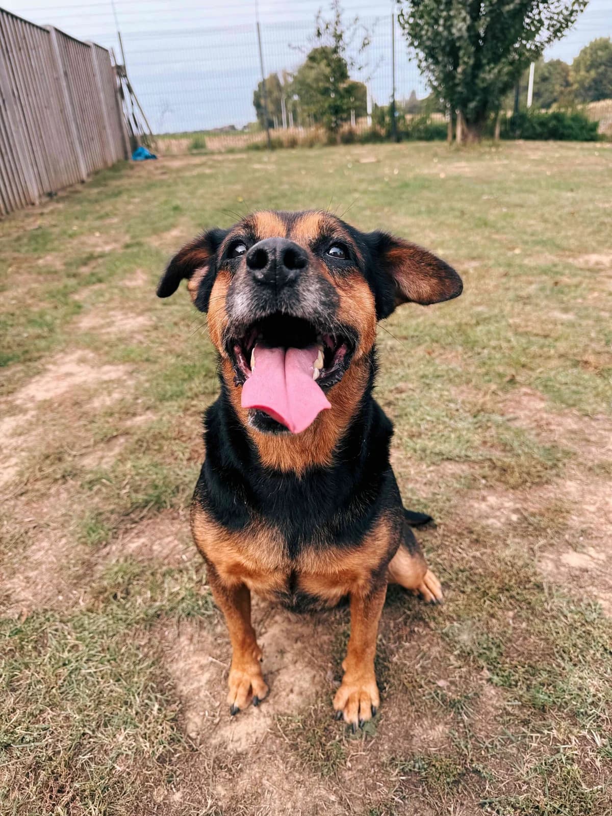 Nala 2, female senior Rottweiler for adoption at Perwez), Sans Collier