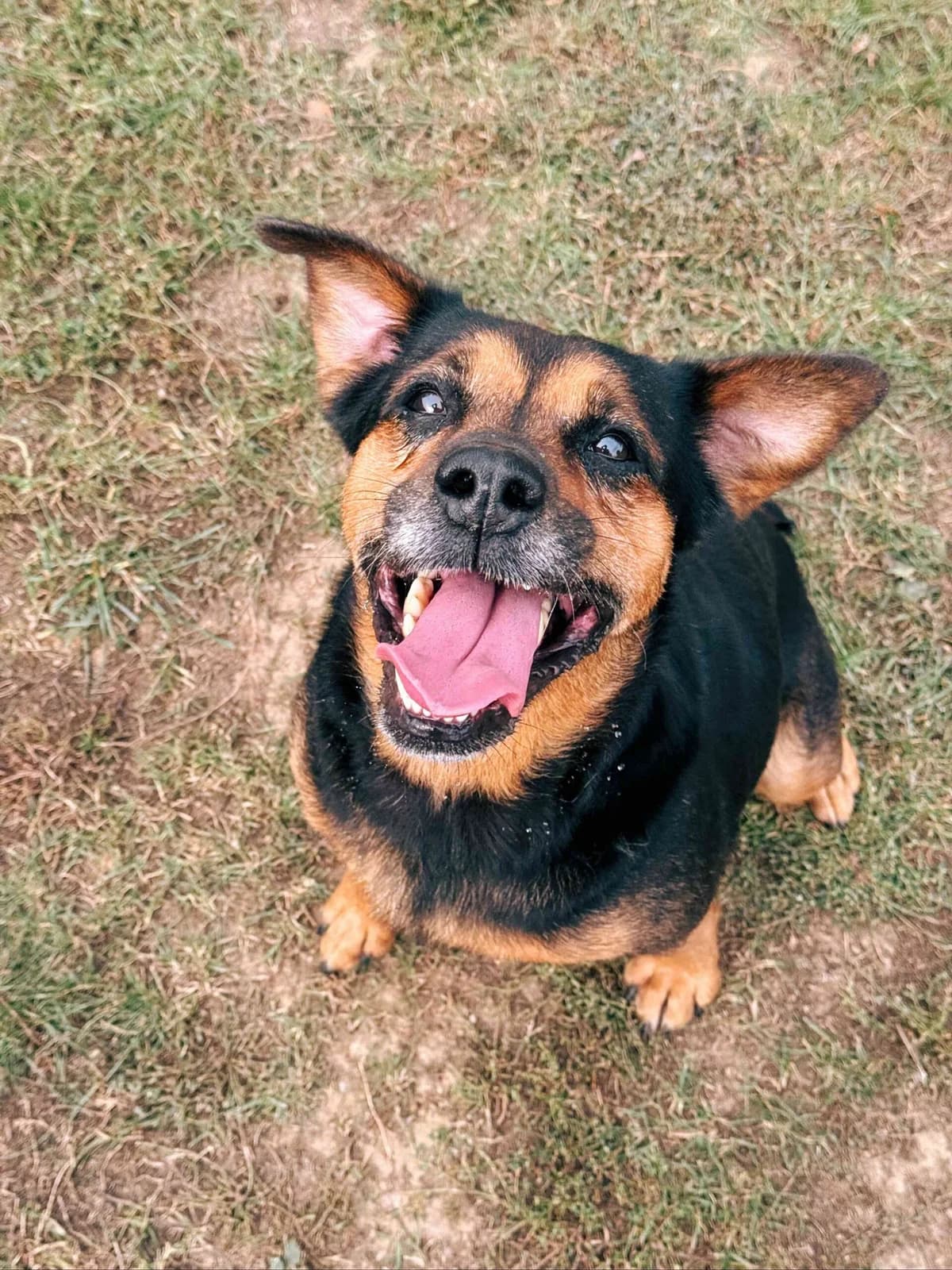 Nala 2, female senior Rottweiler for adoption at Perwez), Sans Collier