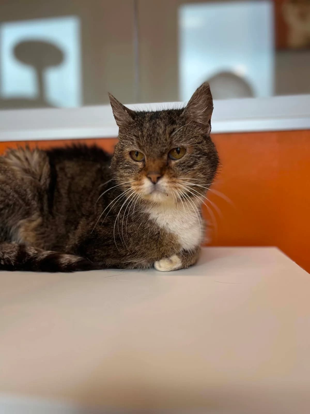 Ninette, female senior European Shorthair for adoption at Perwez), Sans Collier