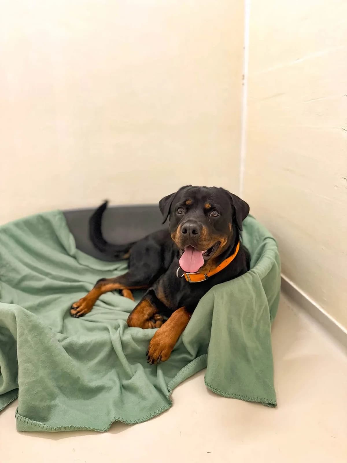 Nusa, female young Rottweiler for adoption at Perwez), Sans Collier