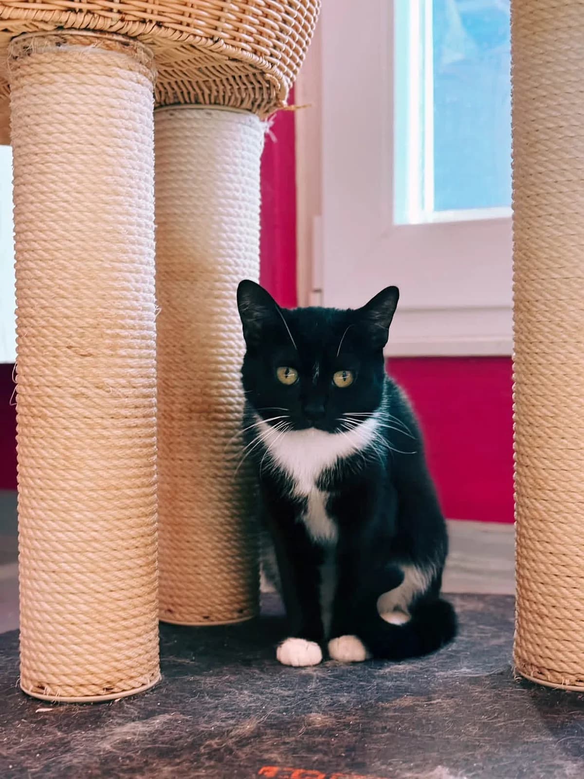 Paulin, male senior European Shorthair for adoption at Perwez), Sans Collier