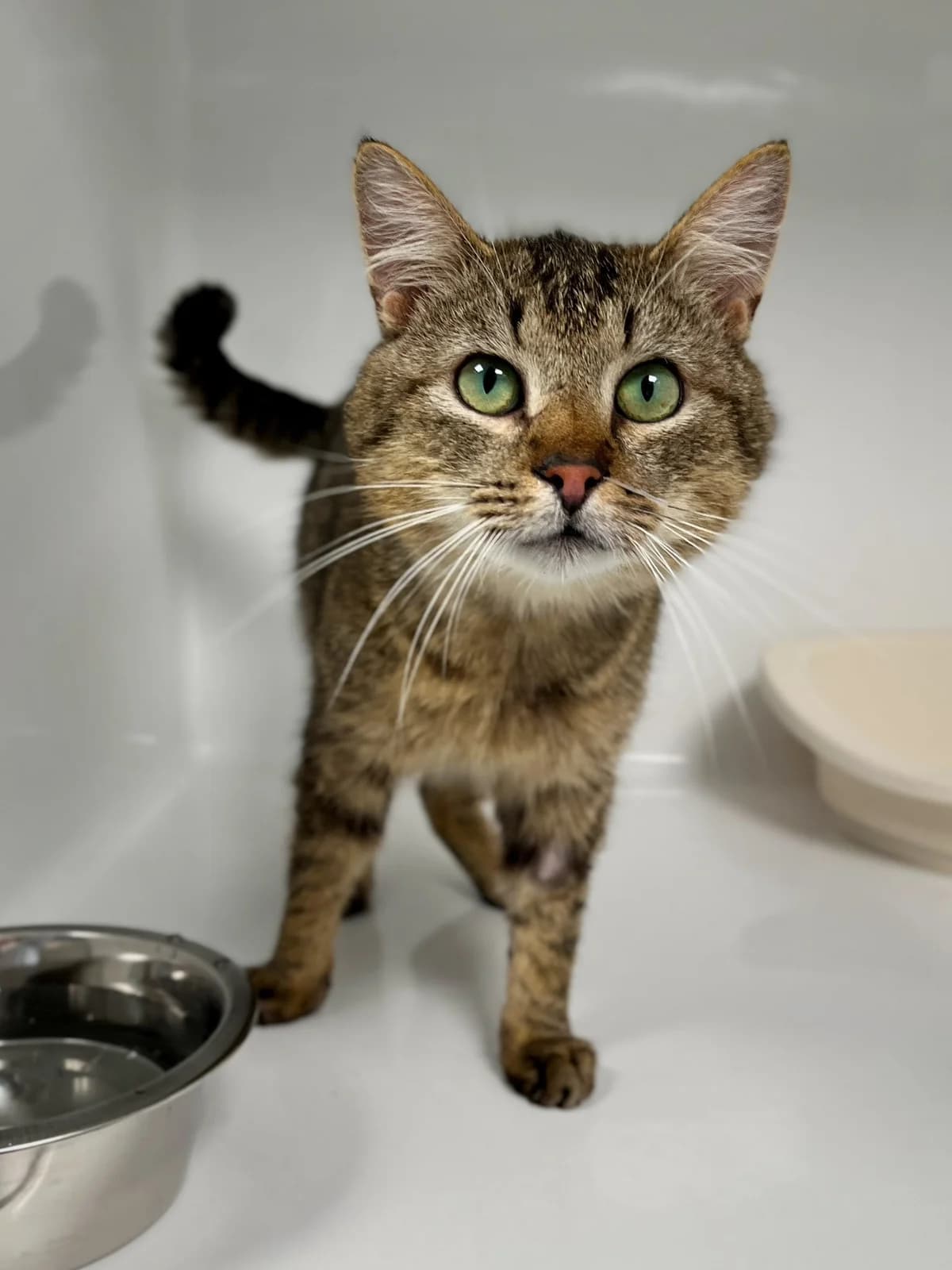 Penne, male senior European Shorthair for adoption at Perwez), Sans Collier