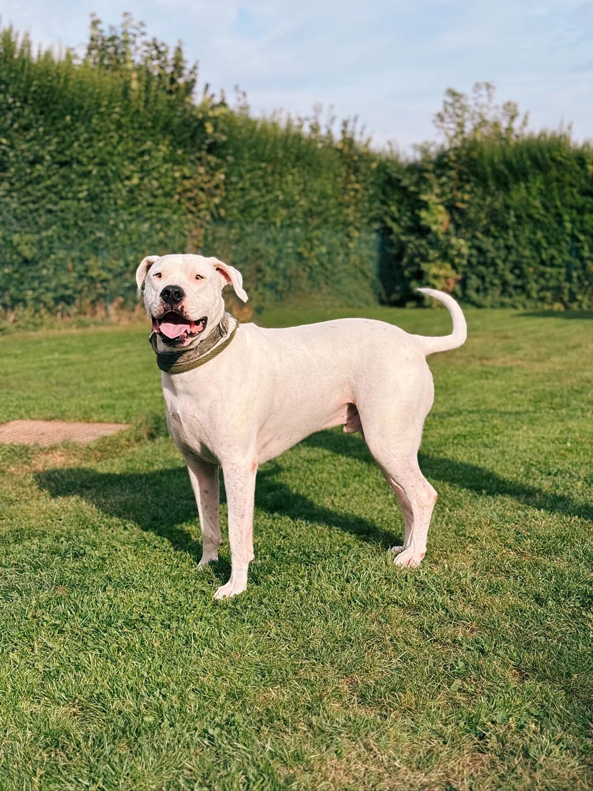Pepper, male 4yo mixed breed for adoption at Perwez), Sans Collier
