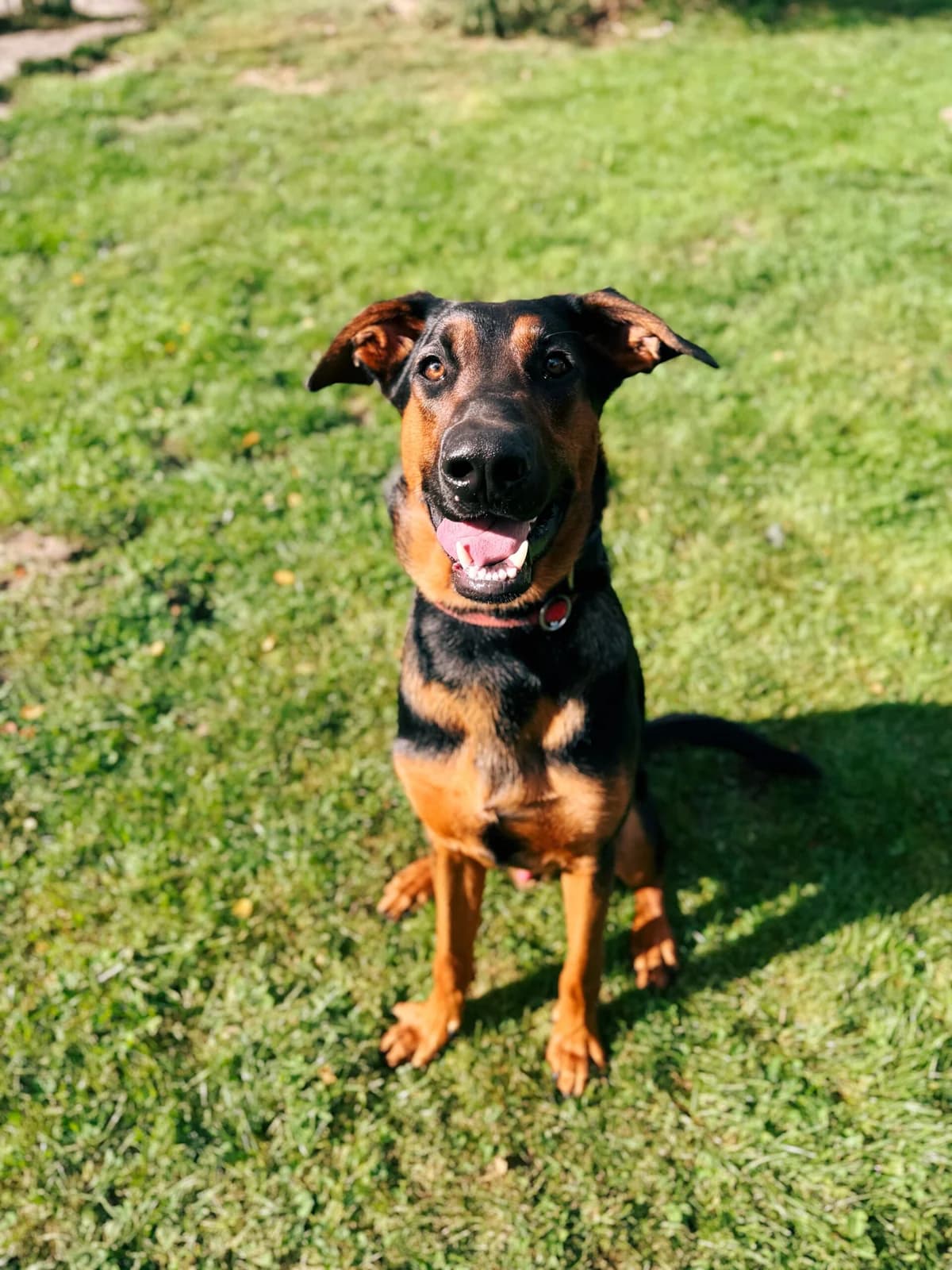 Pepsi, male puppy Doberman for adoption at Perwez), Sans Collier