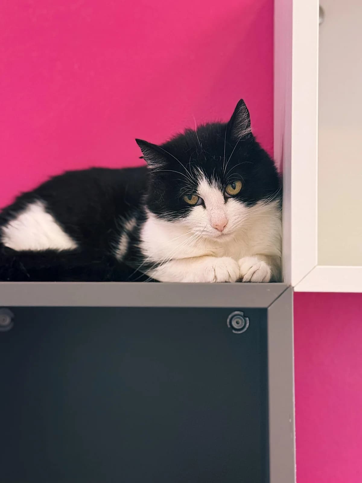 Pineapple, female 4yo European Shorthair for adoption at Perwez), Sans Collier