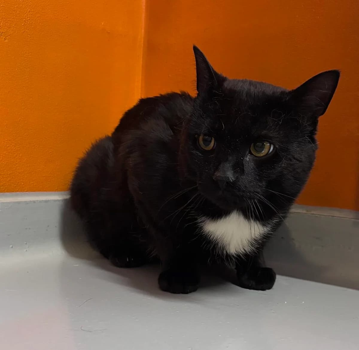 Poussy, male 4yo European Shorthair for adoption at Perwez), Sans Collier