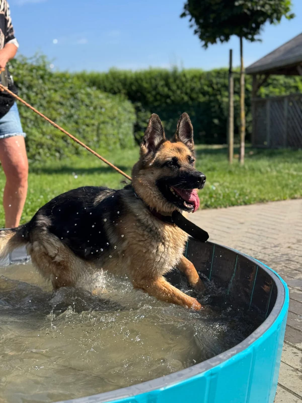 Pria, female 5yo German Shepherd for adoption at Perwez), Sans Collier