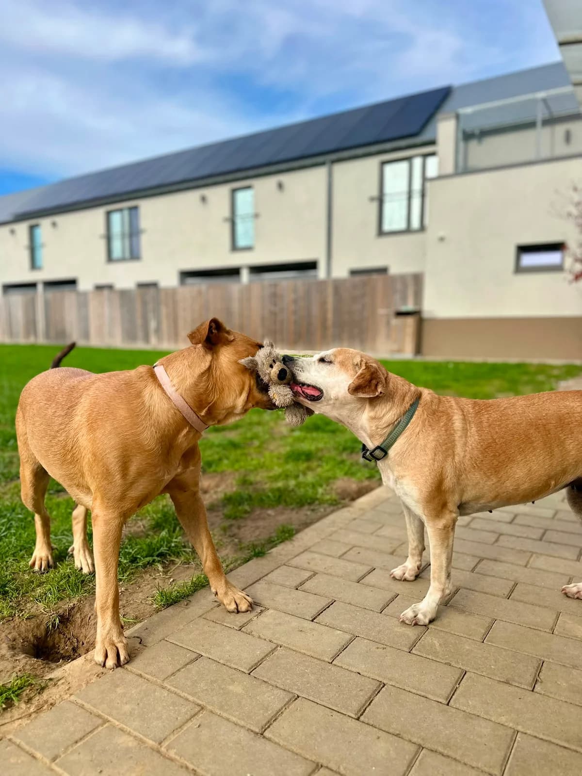 Maïha & San, female senior American Staffordshire Terrier for adoption at Perwez), Sans Collier