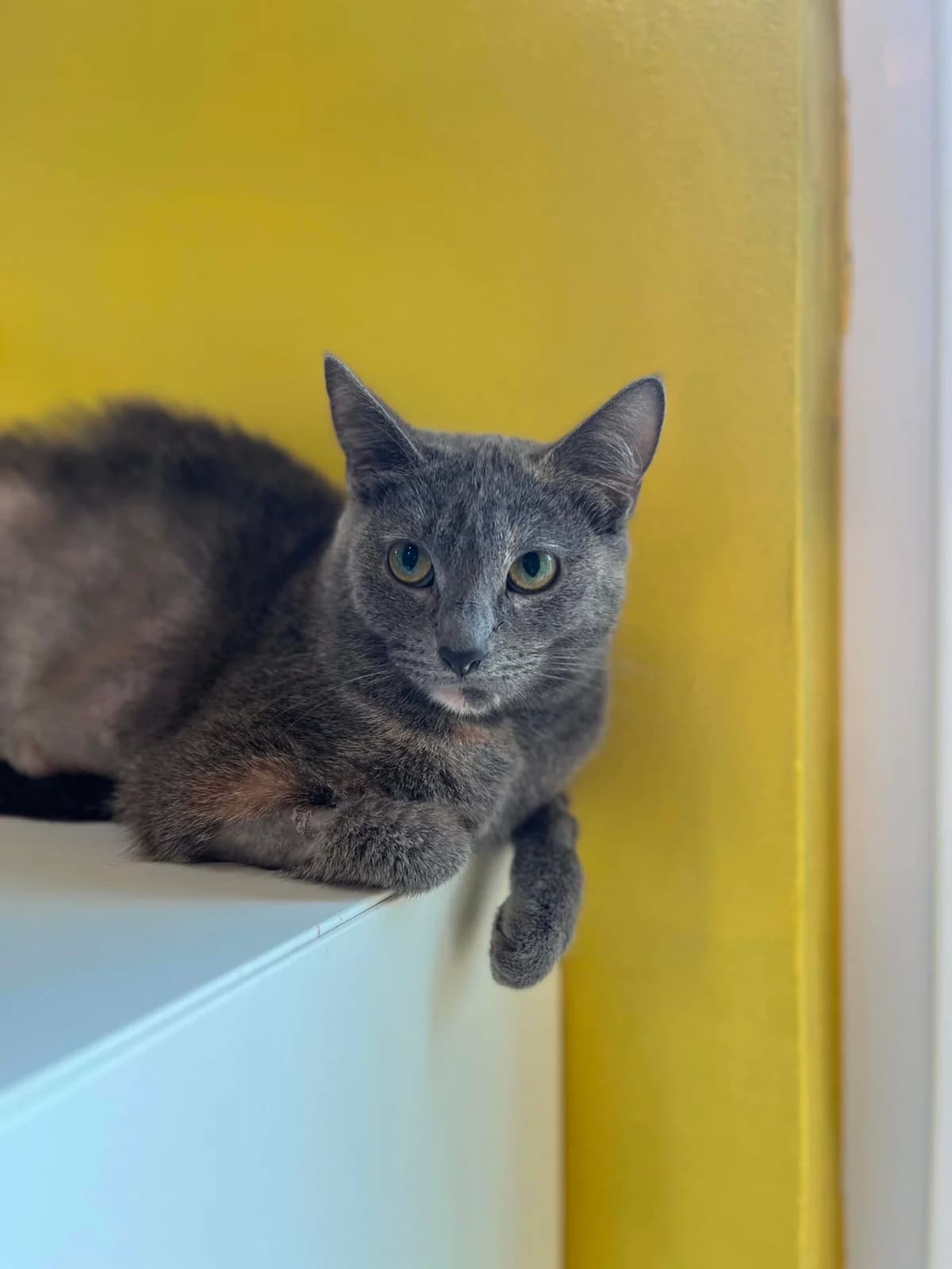 Shaé, female young European Shorthair for adoption at Perwez), Sans Collier