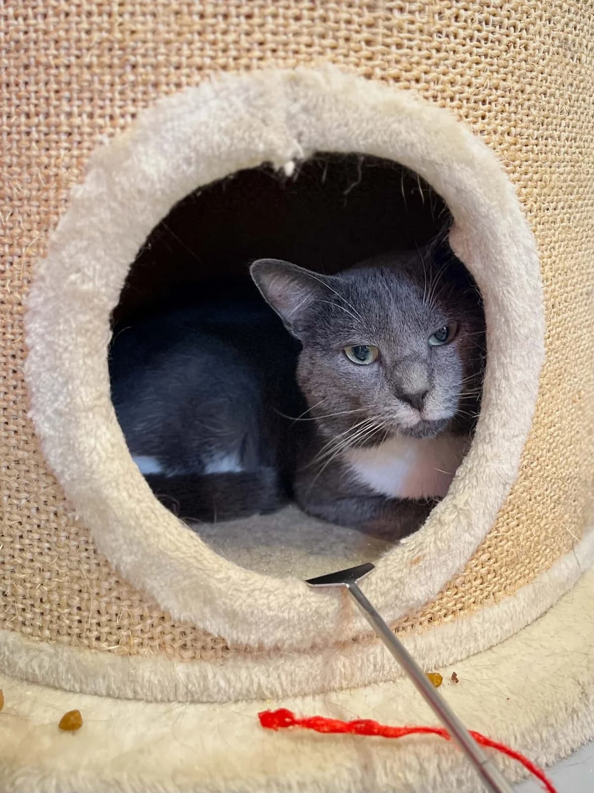 Tigrou 1, male 4yo European Shorthair for adoption at Perwez), Sans Collier