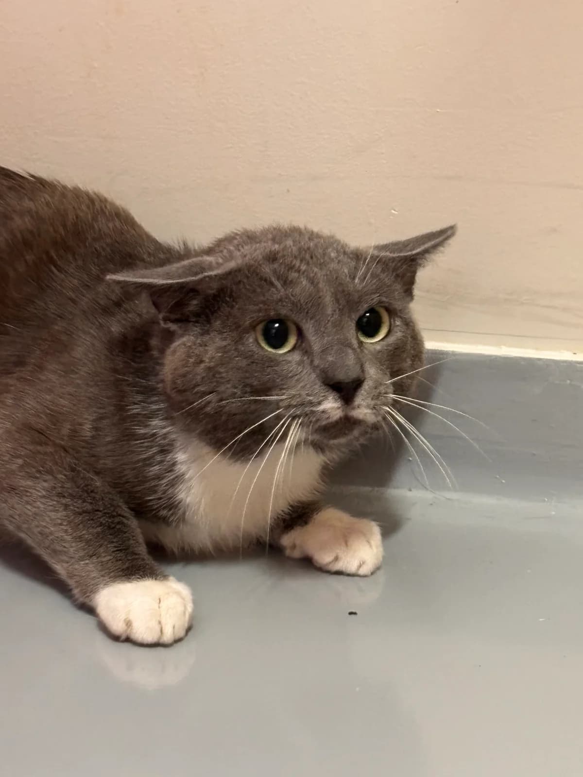 Tigrou 1, male 4yo European Shorthair for adoption at Perwez), Sans Collier