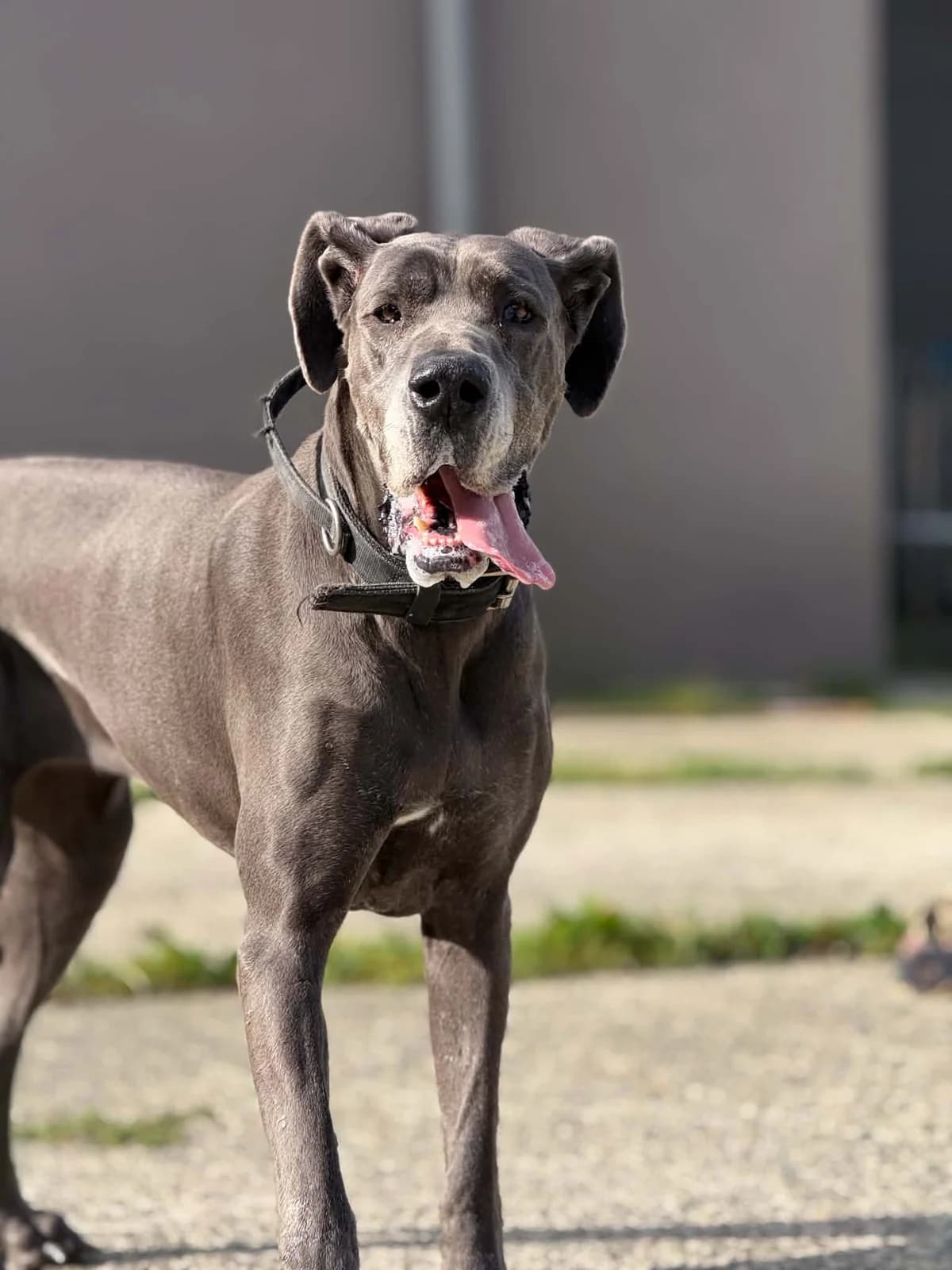 Titi, female 6yo Great Dane for adoption at Perwez), Sans Collier
