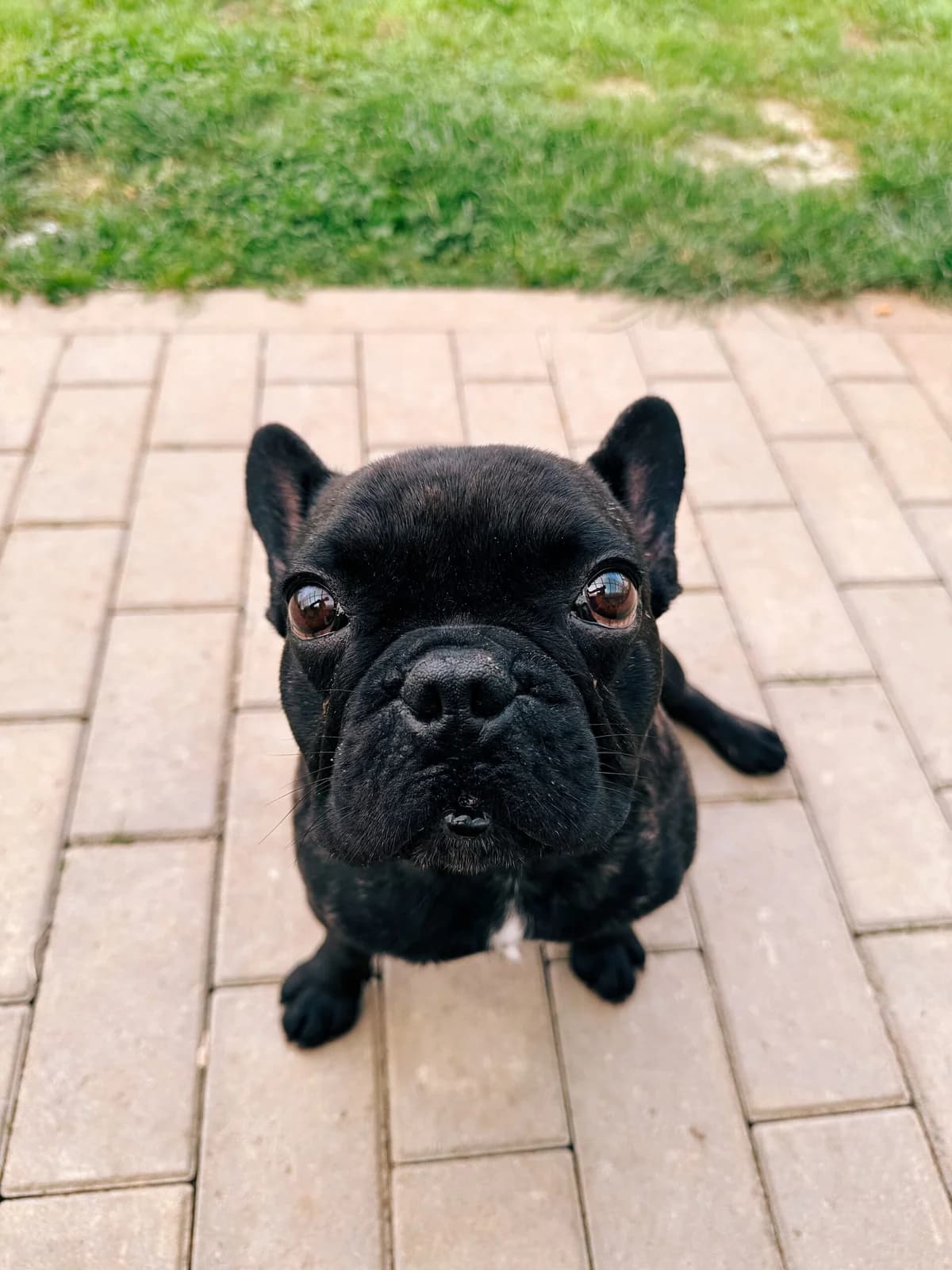Tobby, male young French Bulldog for adoption at Perwez), Sans Collier