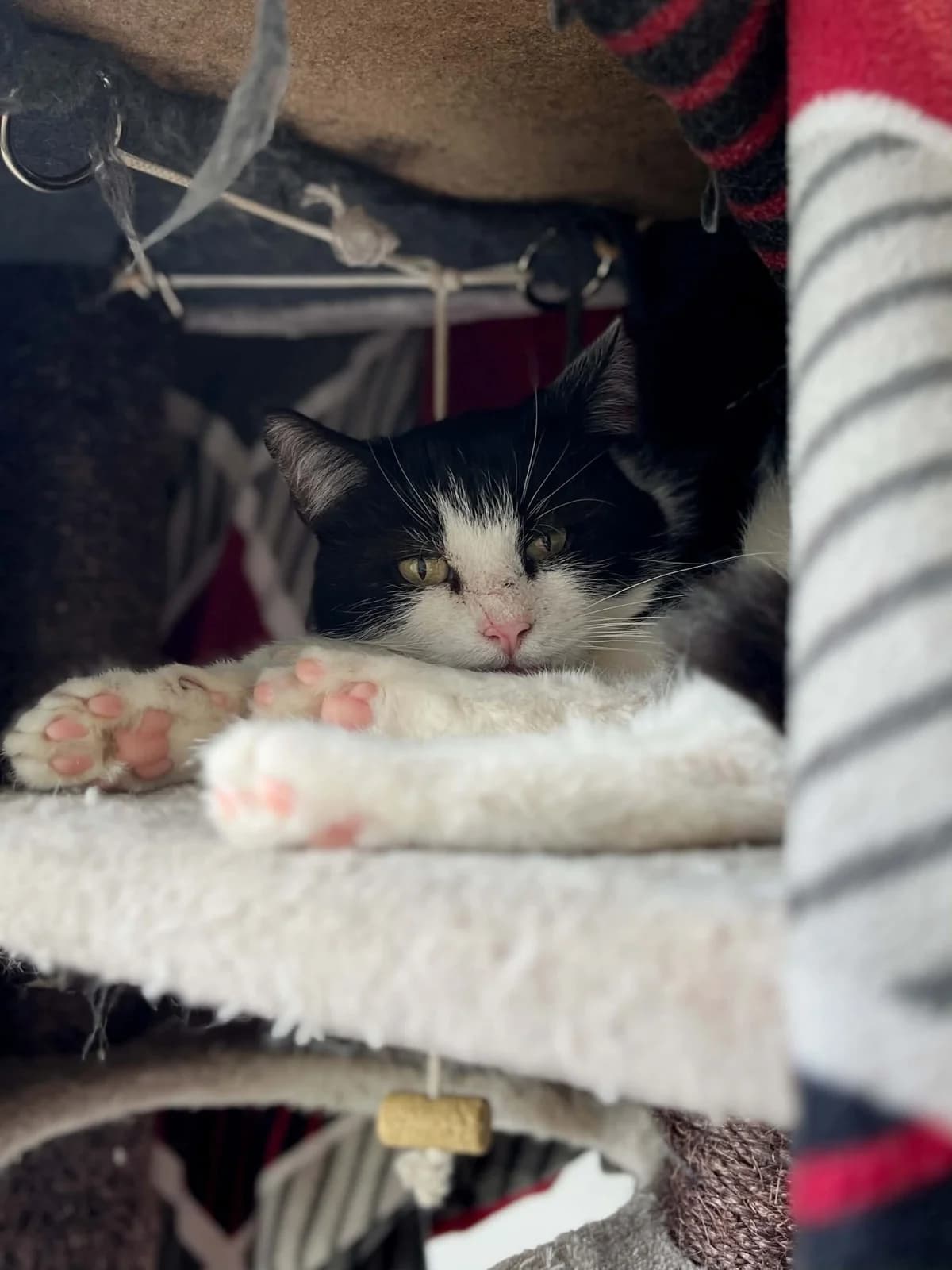 Toner, male 4yo European Shorthair for adoption at Perwez), Sans Collier