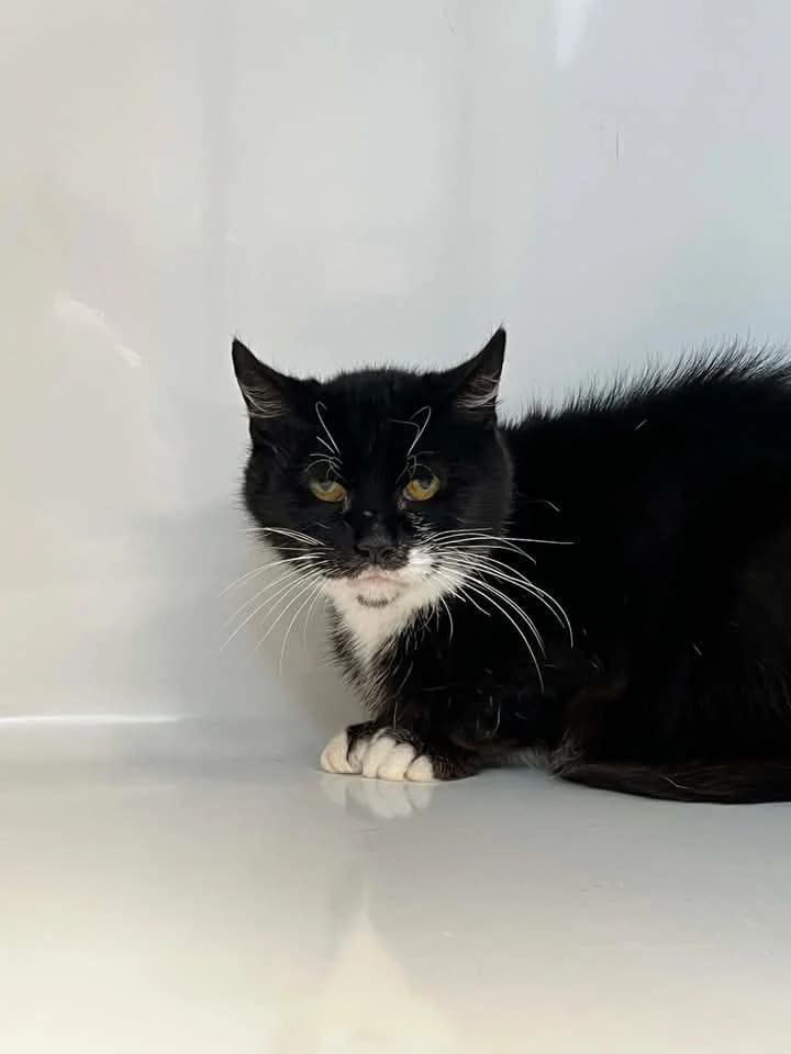 Trekant, female 7yo European Shorthair for adoption at Perwez), Sans Collier
