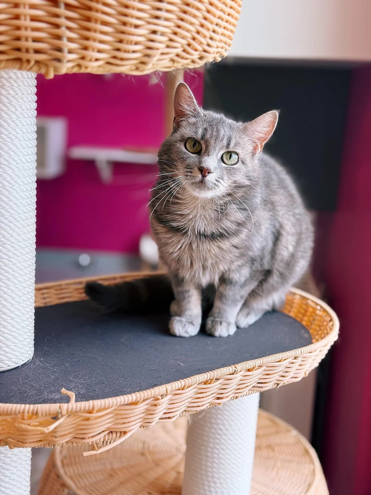 Ursula, female young European Shorthair for adoption at Perwez), Sans Collier