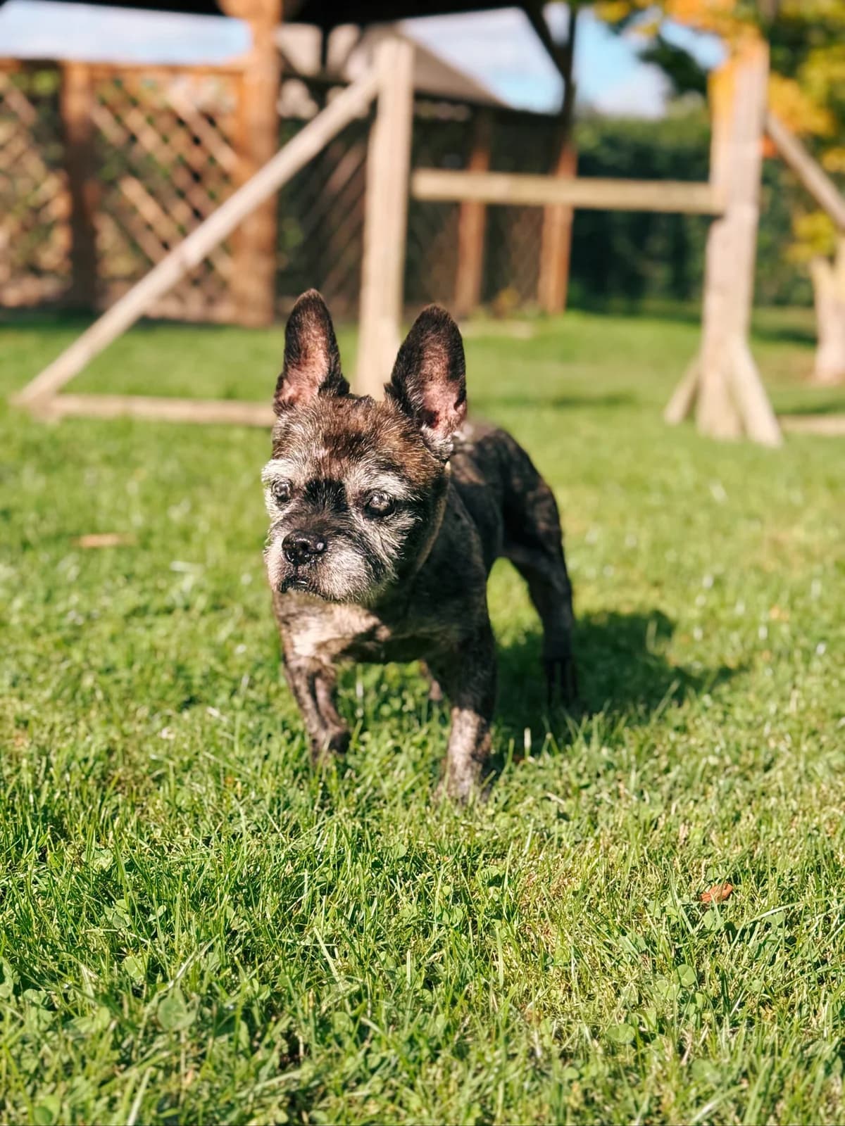 Whisky, male senior French Bulldog for adoption at Perwez), Sans Collier