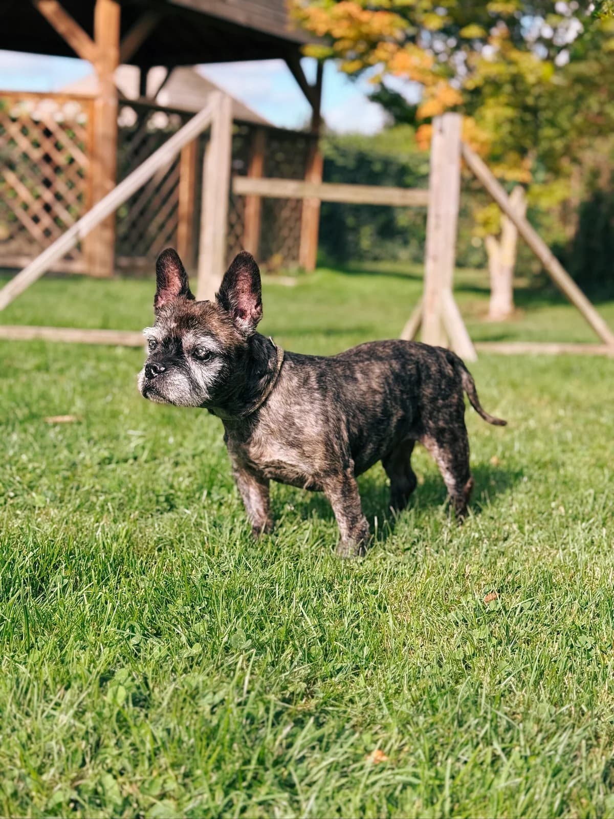 Whisky, male senior French Bulldog for adoption at Perwez), Sans Collier
