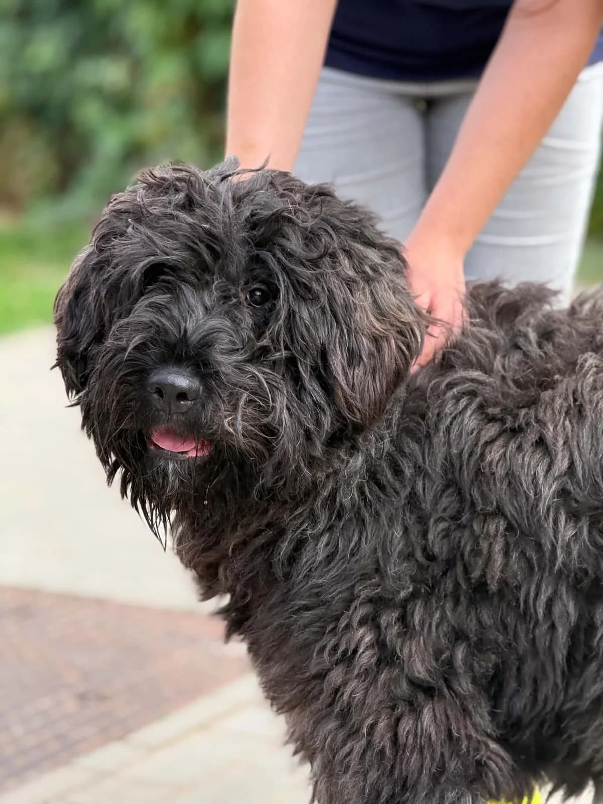 Xaria, female young Bouvier des Flandres for adoption at Perwez), Sans Collier