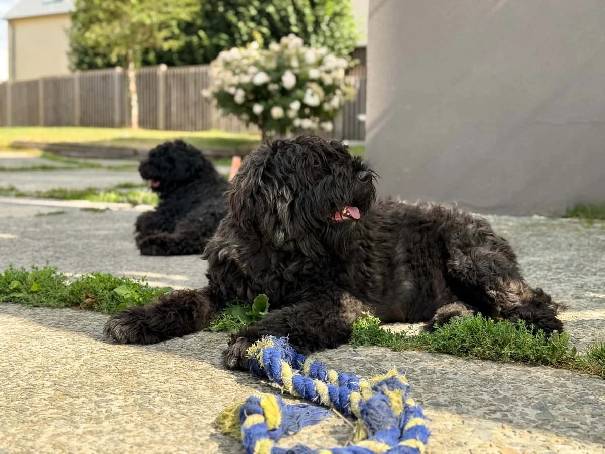 Xaria, female young Bouvier des Flandres for adoption at Perwez), Sans Collier