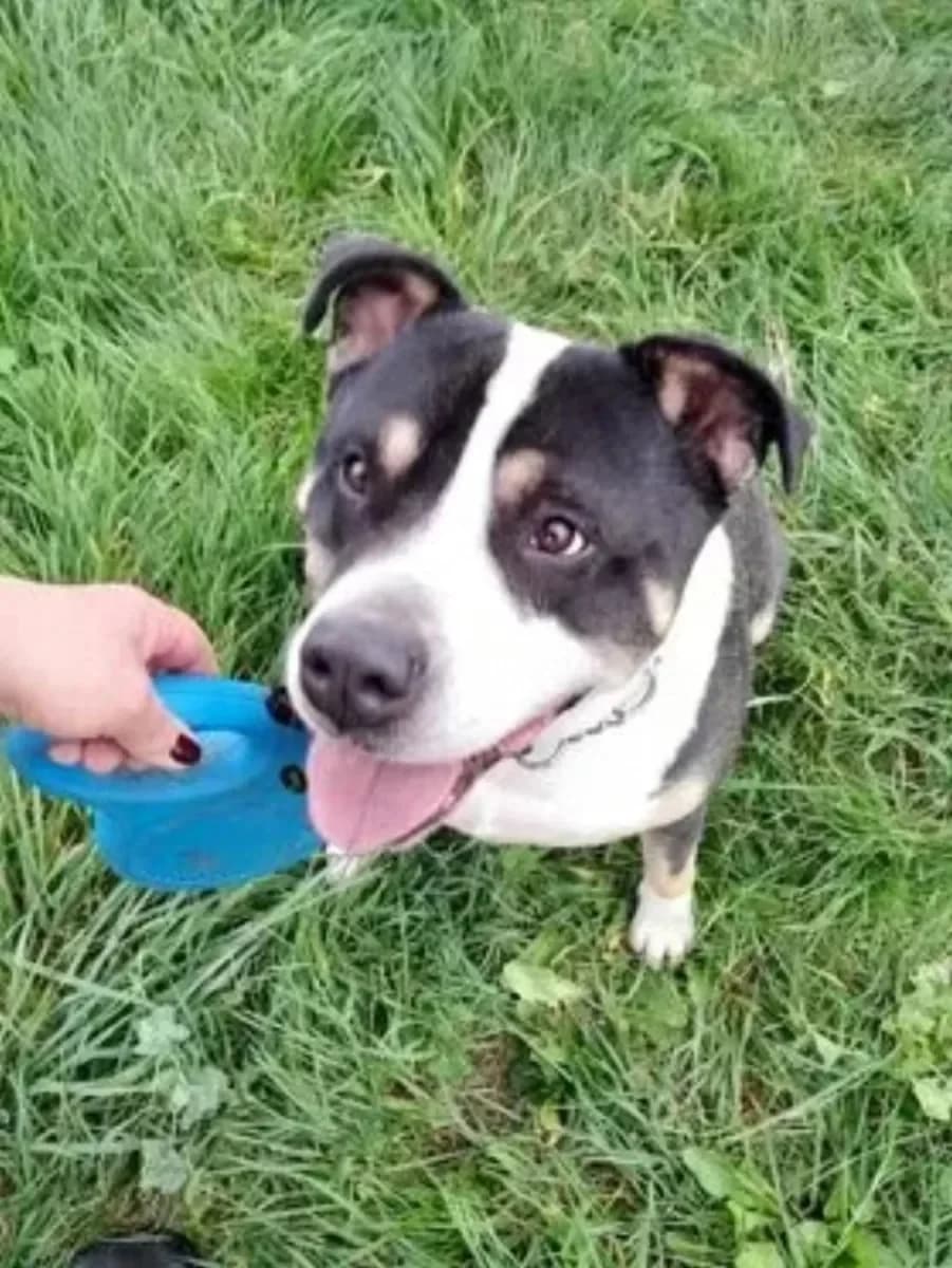 Diamond, male Mixed Breed for adoption at Sans Famille ASBL, Dinant
