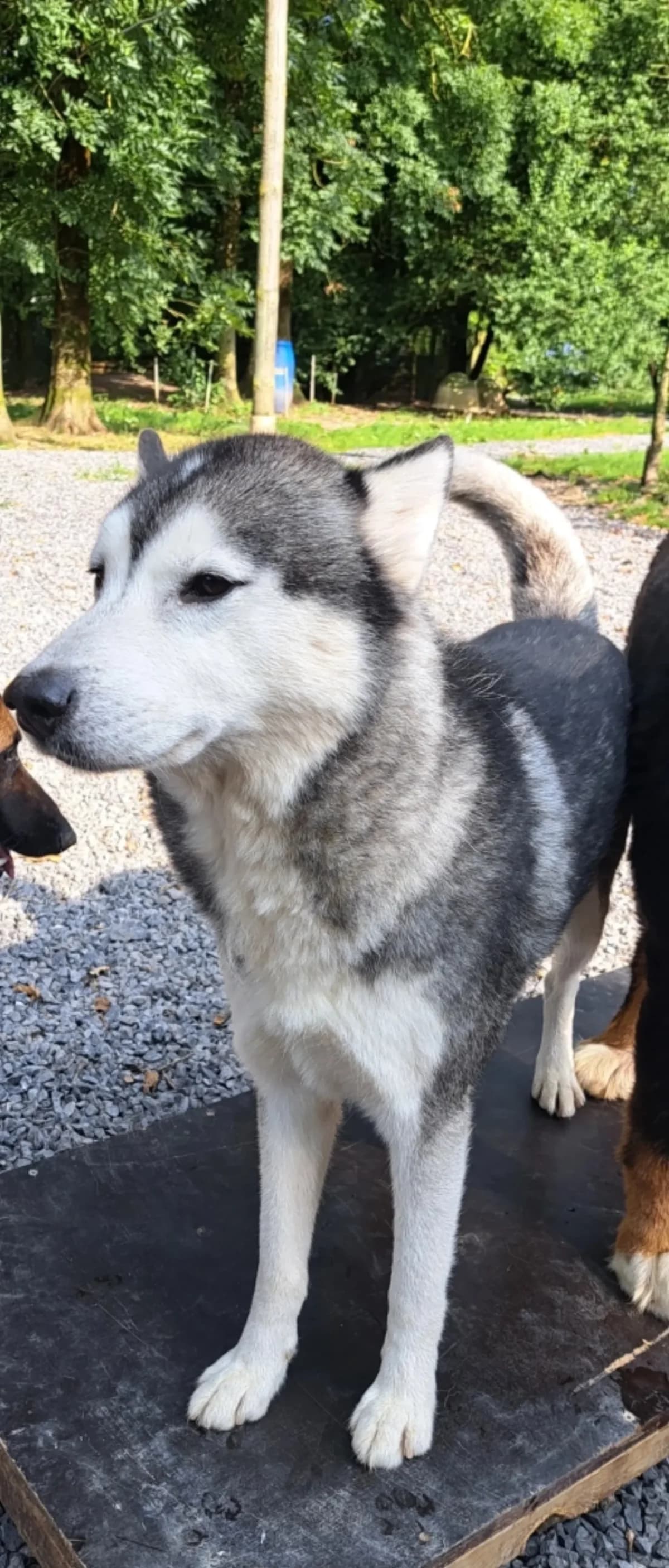 Lucky, male senior Husky for adoption at Sans Famille ASBL, Dinant