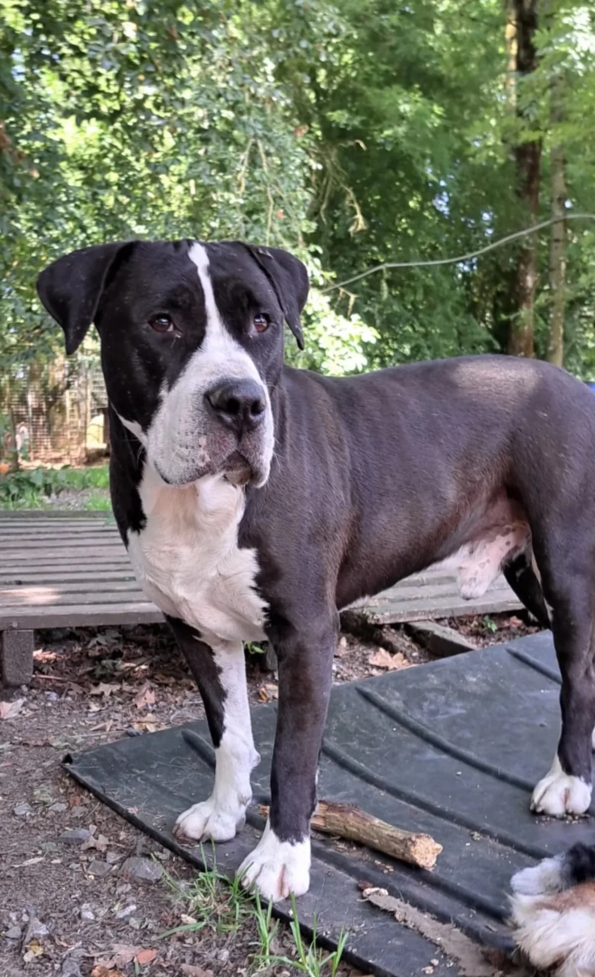 Zeus, male 5yo Mixed Breed for adoption at Sans Famille ASBL, Dinant