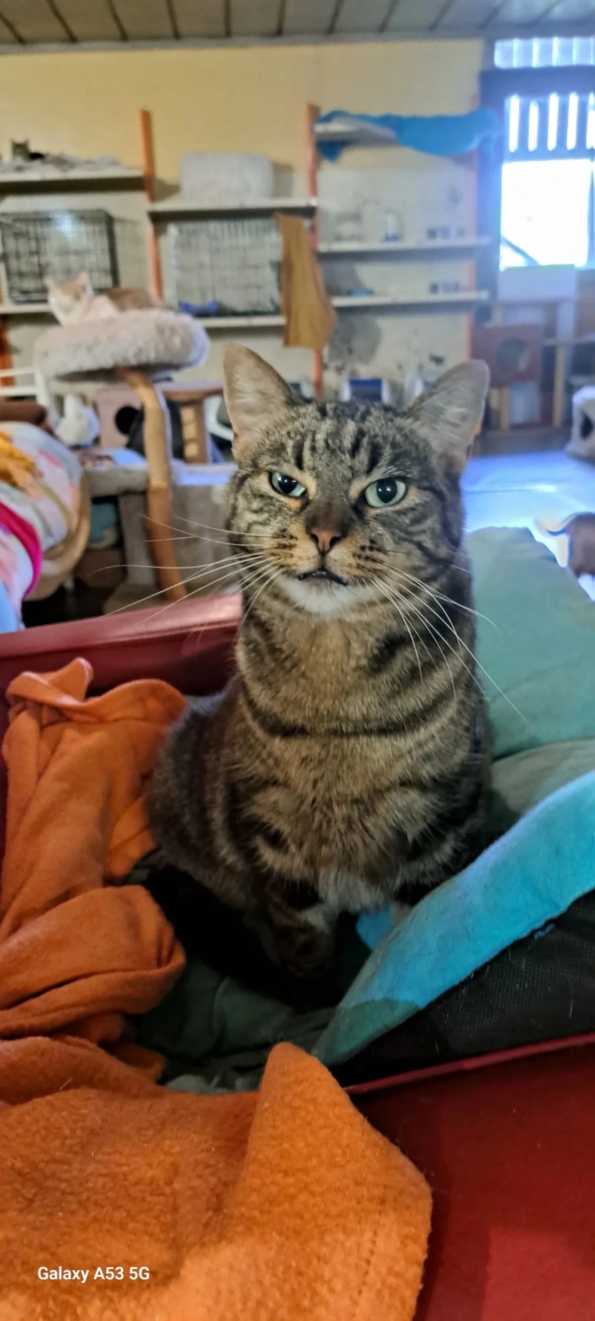 Tib's, male senior Mixed Breed for adoption at Sans Famille ASBL, Dinant