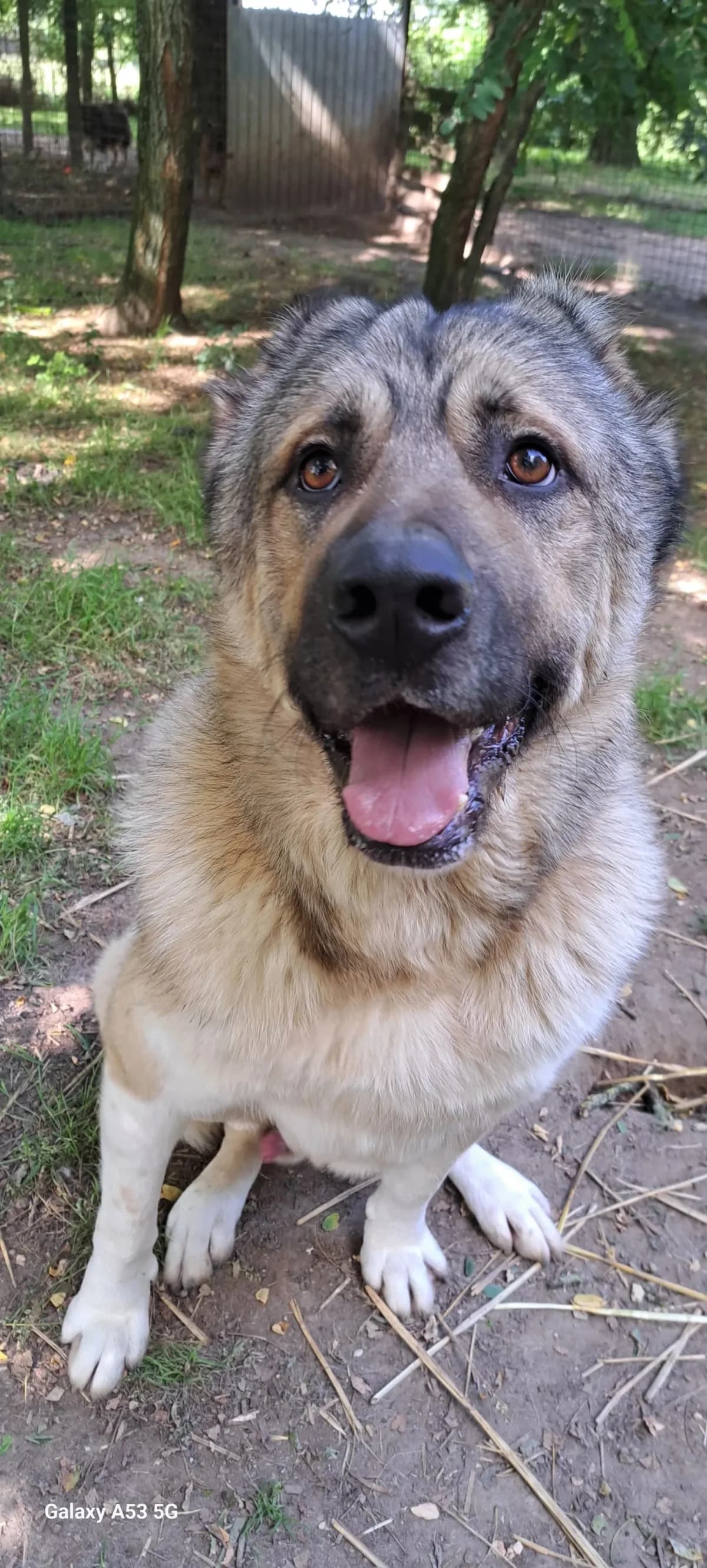 Argos, male 5yo Mixed Breed for adoption at Sans Famille ASBL, Dinant