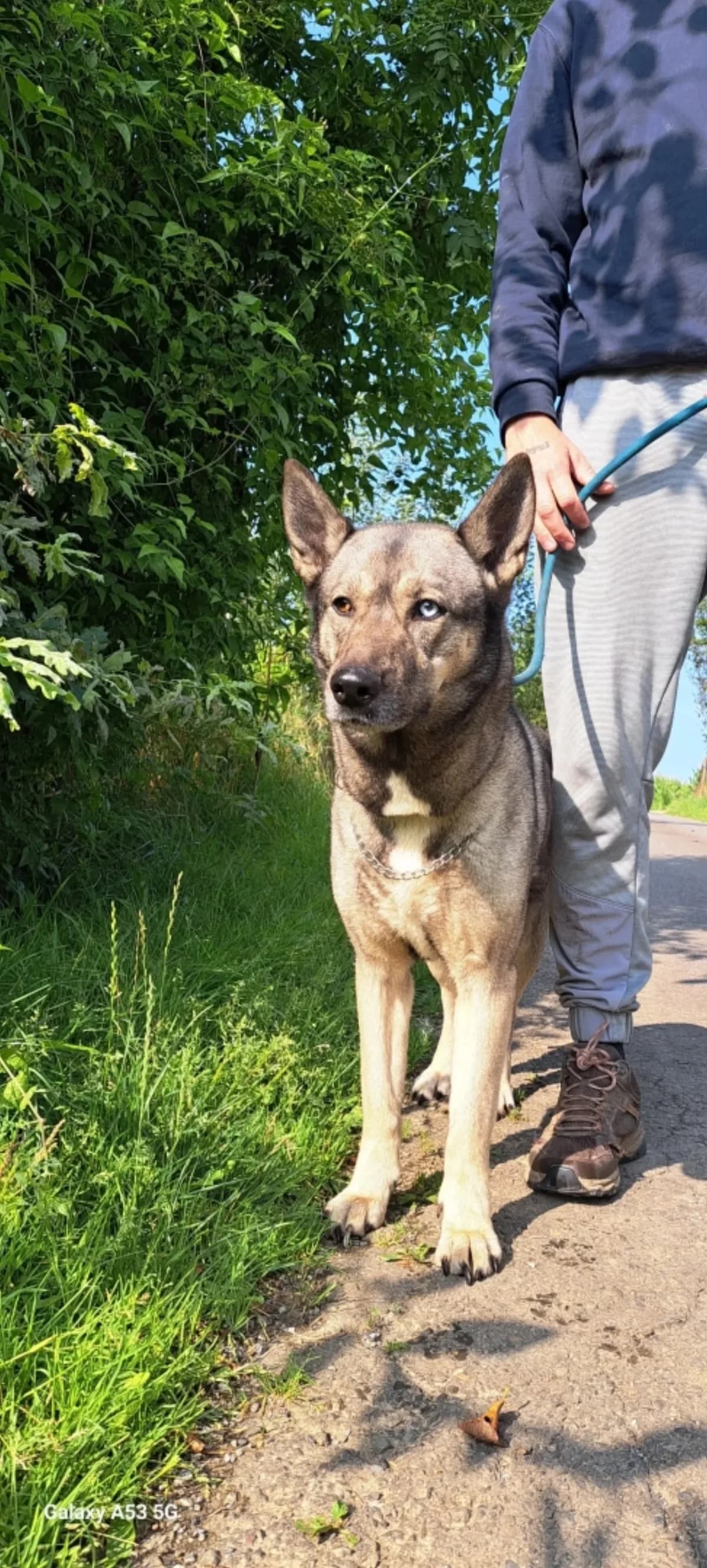 Tenchi, female senior Husky for adoption at Sans Famille ASBL, Dinant