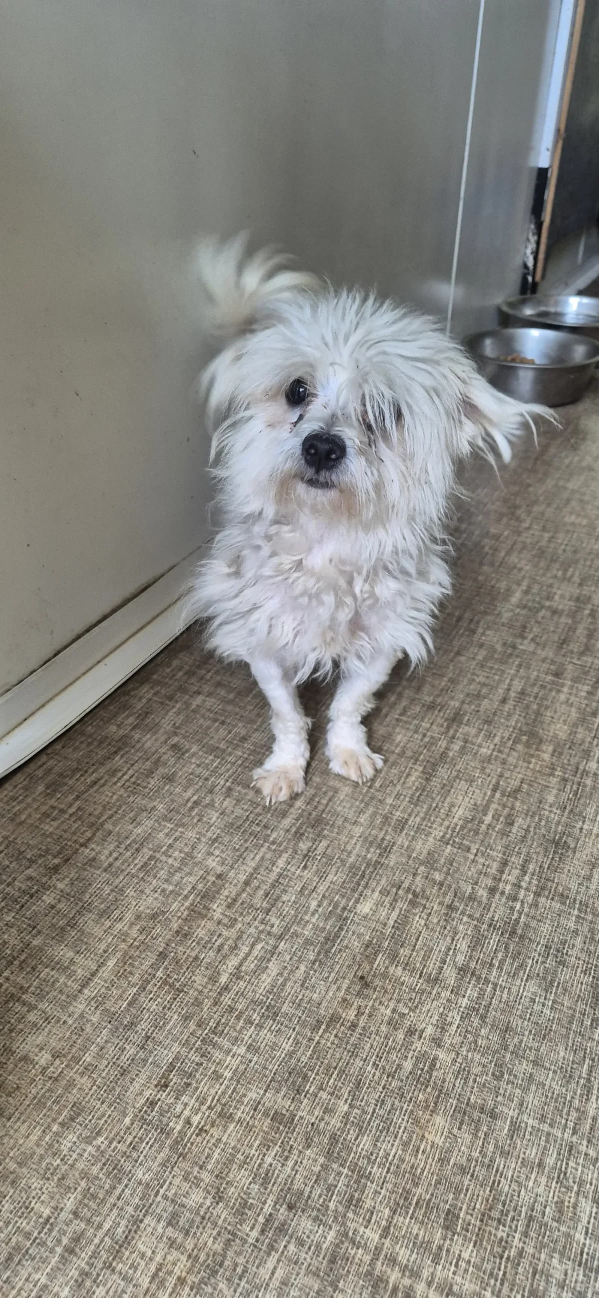 Sacha, male 5yo Bichon Frisé for adoption at Sans Famille ASBL, Dinant