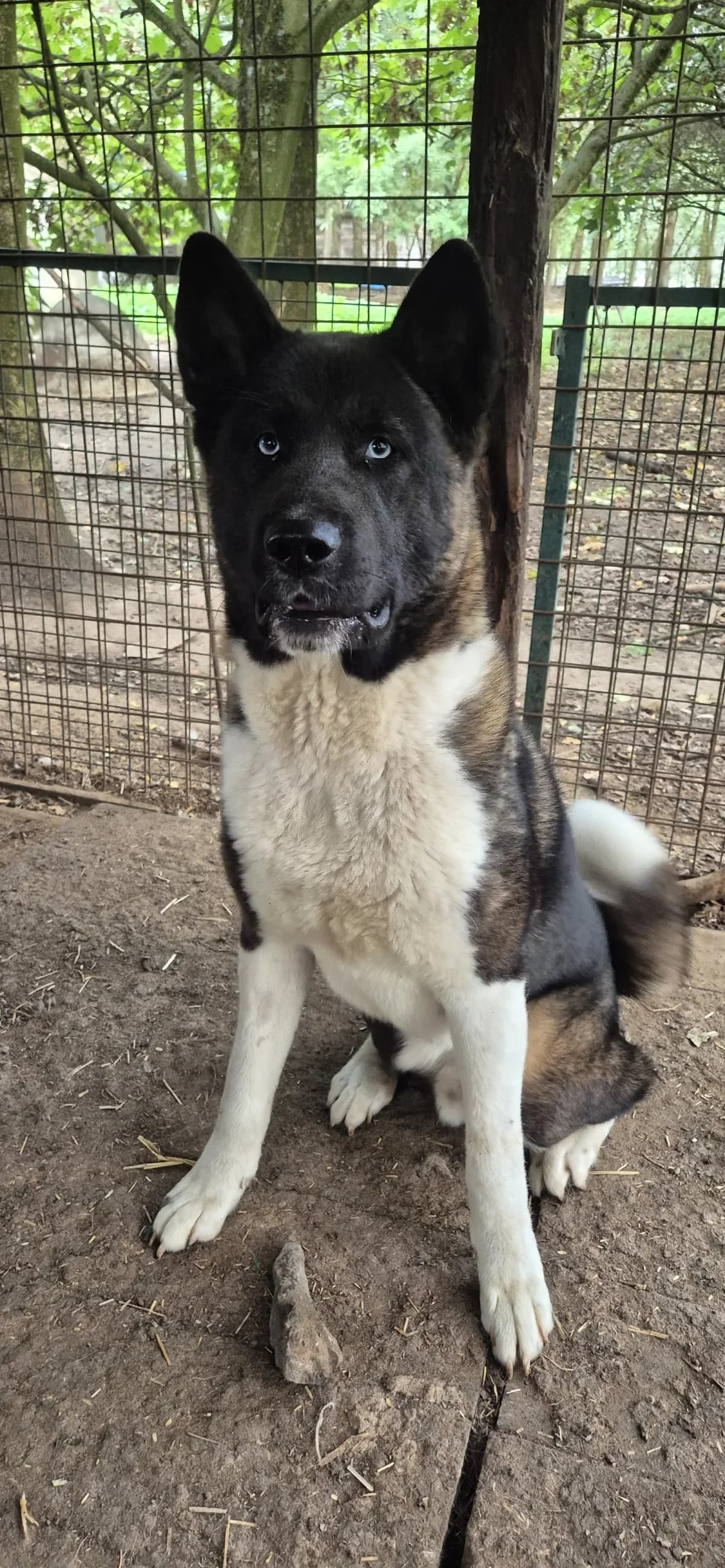 Lucky, young Akita for adoption at Sans Famille ASBL, Dinant