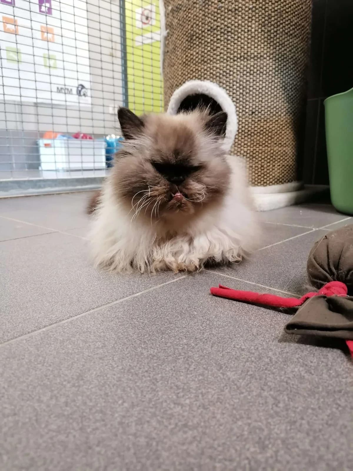 Chewie, female senior Mixed Breed for adoption at Dierenasiel Sint-Truiden, Sint-Truiden