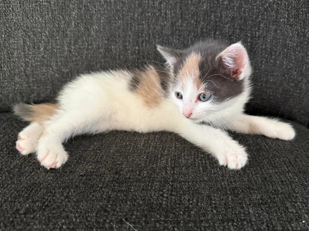 Duo, beige female puppy Mixed Breed for adoption at Dierenasiel Sint-Truiden, Sint-Truiden