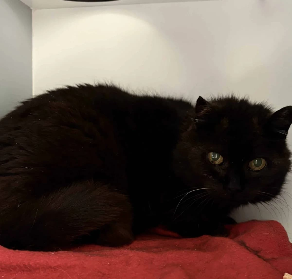Erna, female senior Mixed Breed for adoption at Dierenasiel Sint-Truiden, Sint-Truiden