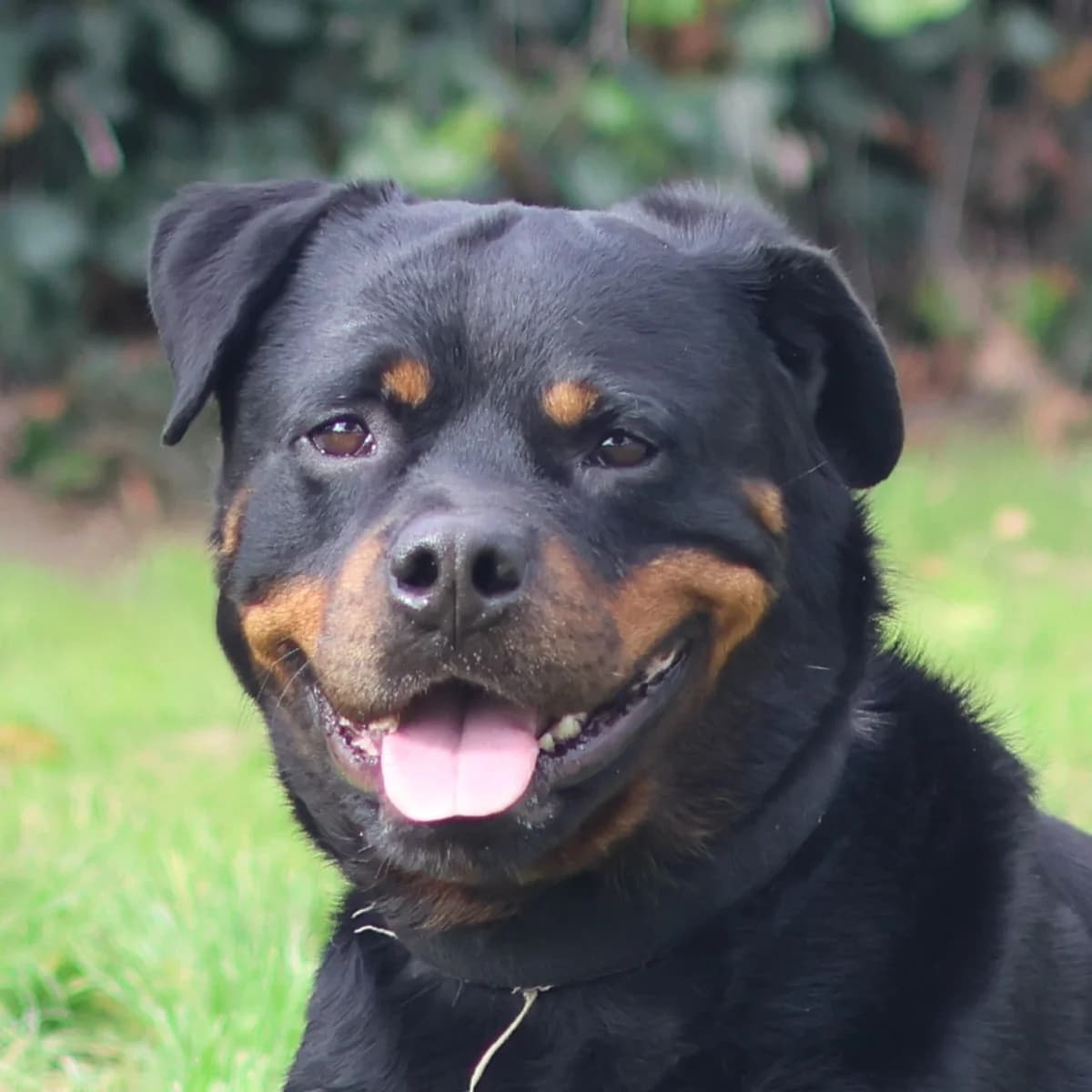 Franco, male 5yo Rottweiler for adoption at Dierenasiel Sint-Truiden, Sint-Truiden